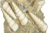 Fossil Gastropod (Haustator) Cluster - Damery, France #284443-1